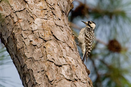 Red-cockaded Woodpecker Image @ Kiwifoto.com