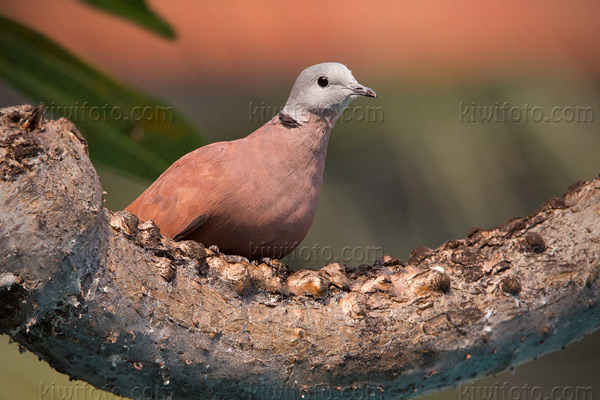 Red-collared-Dove Image @ Kiwifoto.com