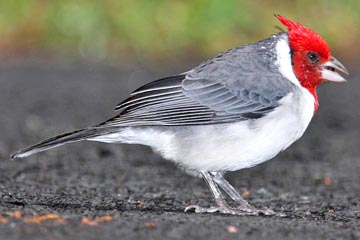 Red-crested Cardinal Picture @ Kiwifoto.com
