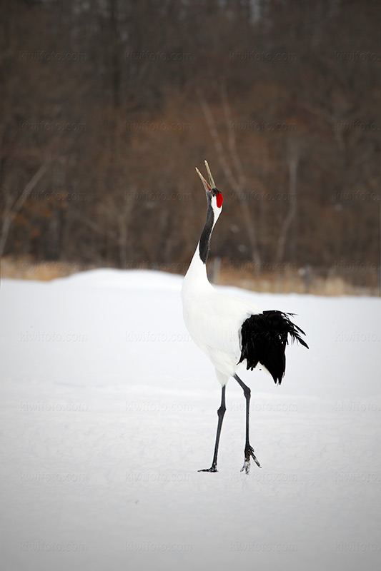 Red-crowned Crane @ Tsurumidai, Tsurui, Hokkaido, Japan