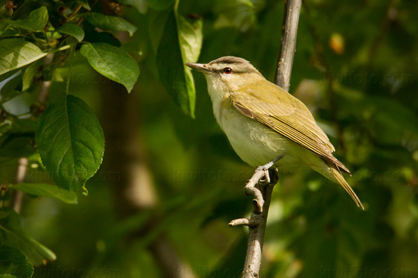 Red-eyed Vireo Picture @ Kiwifoto.com