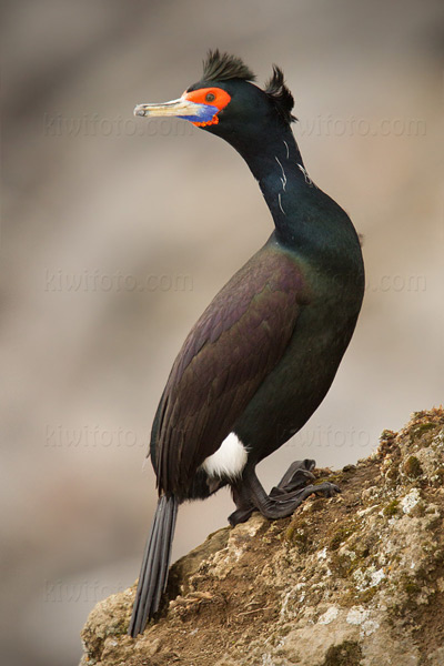 Red-faced Cormorant Picture @ Kiwifoto.com