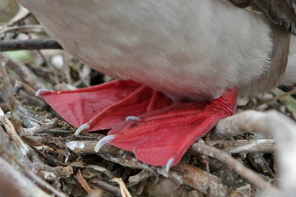 Red-footed Booby Photo @ Kiwifoto.com