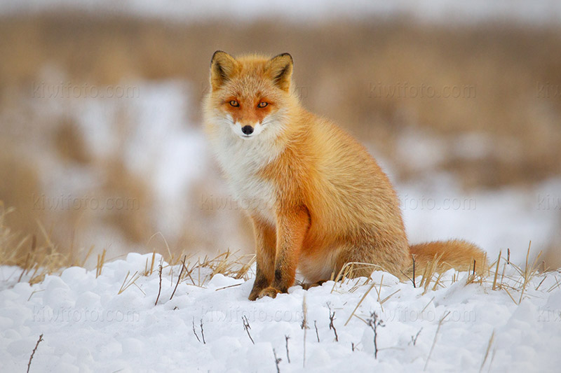 Red Fox @ Notsuke Peninsula, Hokkaido, Japan