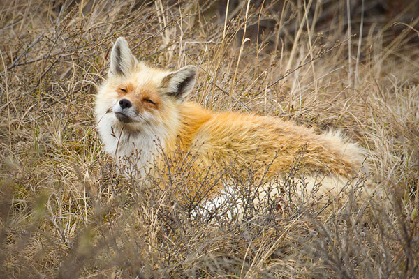 Red Fox Picture @ Kiwifoto.com