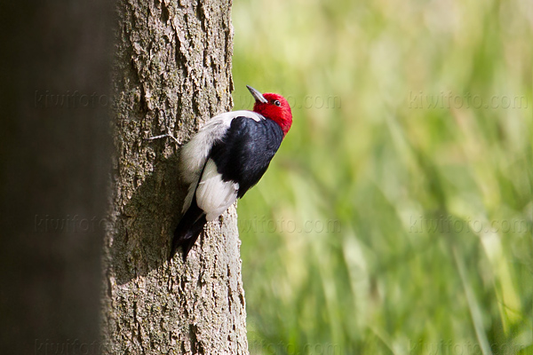 Red-headed Woodpecker Picture @ Kiwifoto.com