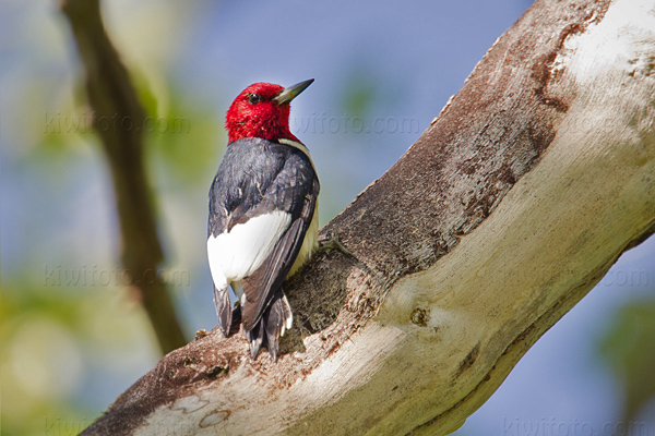 Red-headed Woodpecker Image @ Kiwifoto.com