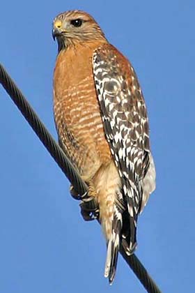Red-shouldered Hawk Picture @ Kiwifoto.com