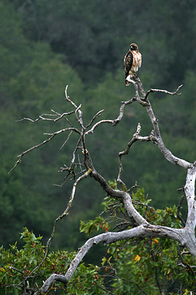 Red-tailed Hawk Picture @ Kiwifoto.com