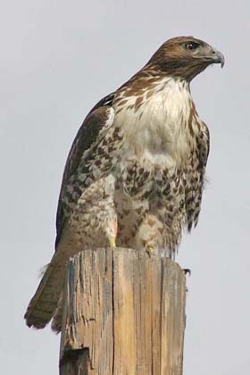 Red-tailed Hawk Picture @ Kiwifoto.com