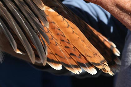 Red-tailed Hawk Image @ Kiwifoto.com