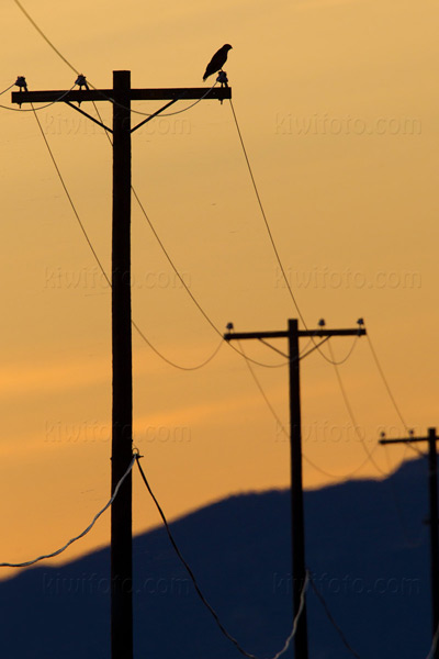 Red-tailed Hawk Image @ Kiwifoto.com