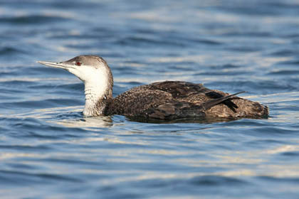 Red-throated Loon Picture @ Kiwifoto.com