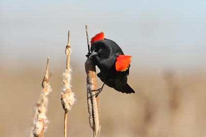 Red-winged Blackbird Picture @ Kiwifoto.com