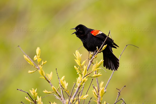 Red-winged Blackbird Image @ Kiwifoto.com