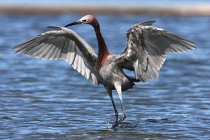 Reddish Egret Picture @ Kiwifoto.com