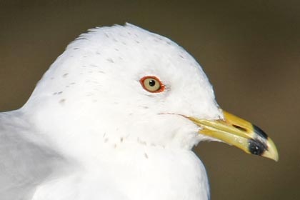 Ring-billed Gull Picture @ Kiwifoto.com