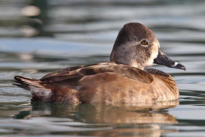 Ring-necked Duck Picture @ Kiwifoto.com