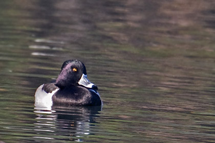 Ring-necked Duck Picture @ Kiwifoto.com