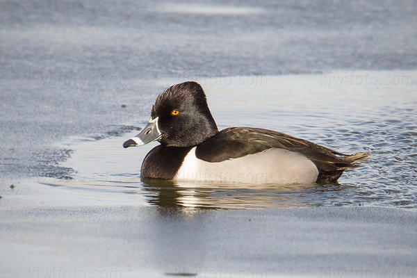 Ring-necked Duck Photo @ Kiwifoto.com
