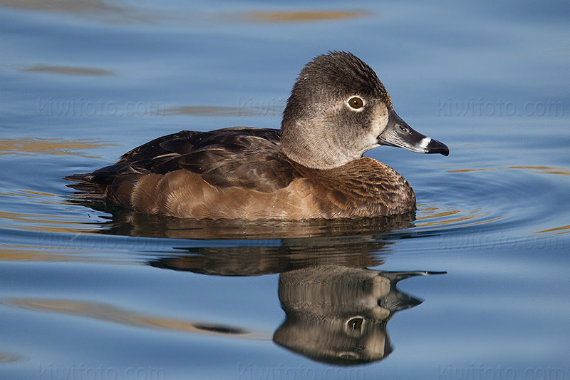 Ring-necked Duck Photo @ Kiwifoto.com