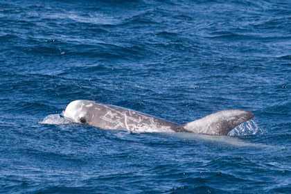 Risso's Dolphin Picture @ Kiwifoto.com