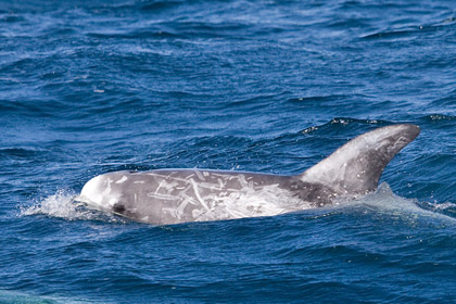 Risso's Dolphin Photo @ Kiwifoto.com