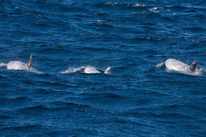 Risso's Dolphin Image @ Kiwifoto.com