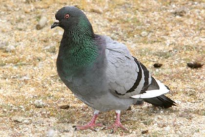 Rock-pigeon Picture @ Kiwifoto.com