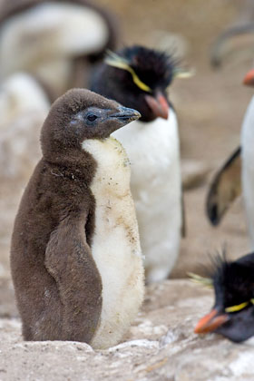 Rockhopper Penguin Image @ Kiwifoto.com