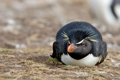 Rockhopper Penguin Picture @ Kiwifoto.com