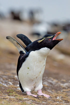 Rockhopper Penguin Picture @ Kiwifoto.com