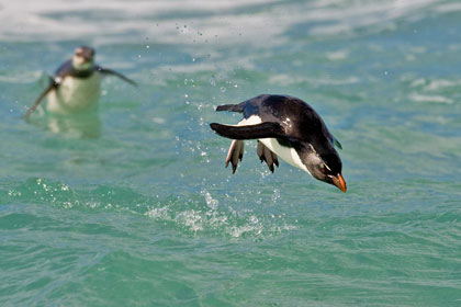 Rockhopper Penguin Photo @ Kiwifoto.com