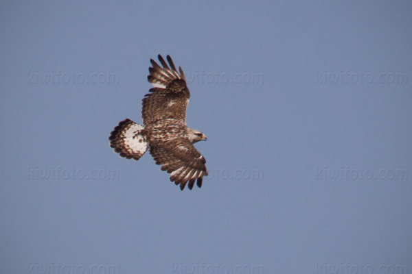 Rough-legged Hawk Image @ Kiwifoto.com