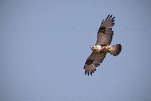 Rough-legged Hawk Photo @ Kiwifoto.com