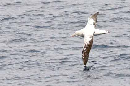 Royal Albatross Image @ Kiwifoto.com