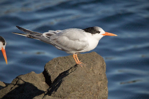Royal Tern (immature w/bright orange legs)