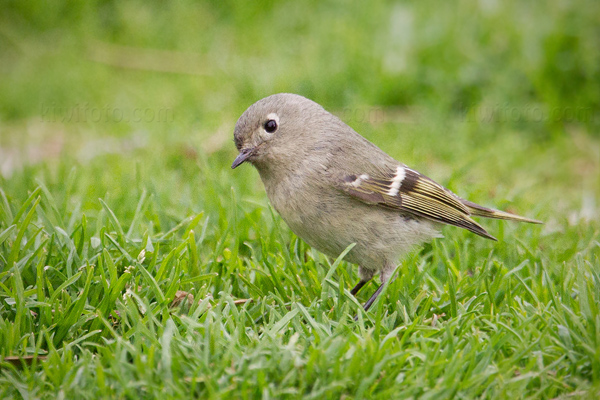 Ruby-crowned Kinglet Picture @ Kiwifoto.com