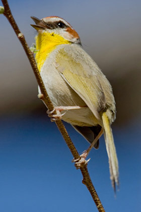 Rufous-capped Warbler Image @ Kiwifoto.com