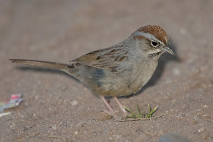 Rufous-crowned Sparrow Image @ Kiwifoto.com