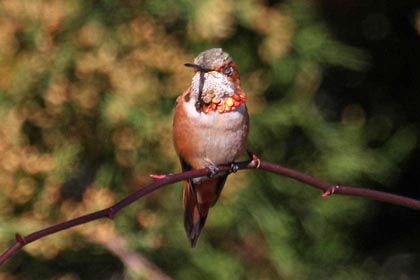 Rufous Hummingbird Image @ Kiwifoto.com