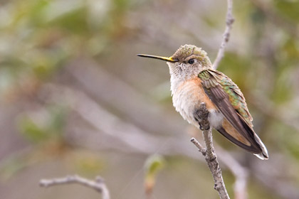Rufous Hummingbird Picture @ Kiwifoto.com