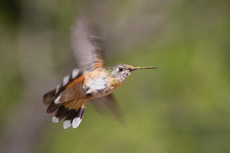 Rufous Hummingbird Picture @ Kiwifoto.com