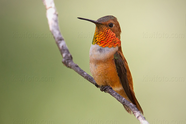 Rufous Hummingbird Image @ Kiwifoto.com
