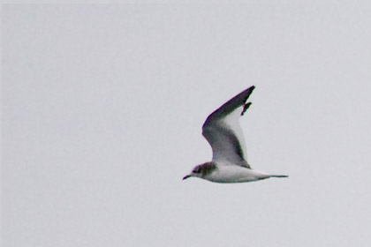 Sabine's Gull Image @ Kiwifoto.com