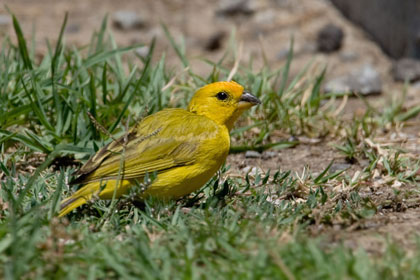 Saffron Finch Image @ Kiwifoto.com