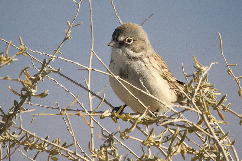 Sagebrush Sparrow Picture @ Kiwifoto.com