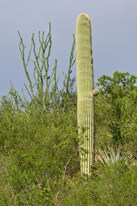 Saguaro Picture @ Kiwifoto.com