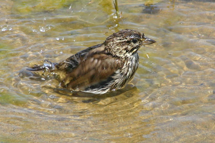 Savannah Sparrow (Belding's Sparrow)