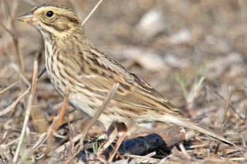 Savannah Sparrow Image @ Kiwifoto.com